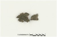 藏品(刺毛裂萼蘚)的圖片